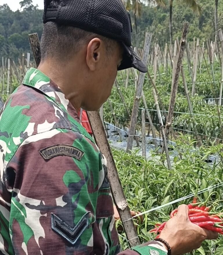 ‎Haru, Serda Israil Turun Bersama Petani Panen Cabai di Lebakharjo ‎