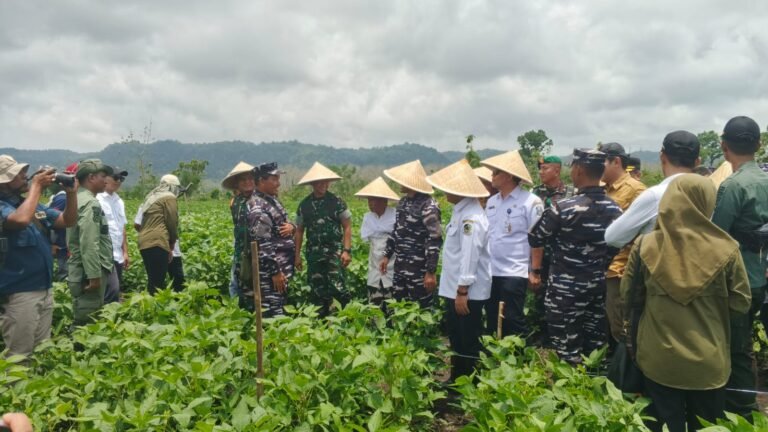 Danramil 0825/09 Tegaldlimo, Dampingi Dandim 0825 Banyuwangi, Hadiri Panen Raya kedelai varietas Garuda Merah Putih, Program Ketahanan Pangan Nasional Angkatan Laut (TNI AL) di Tegaldlimo