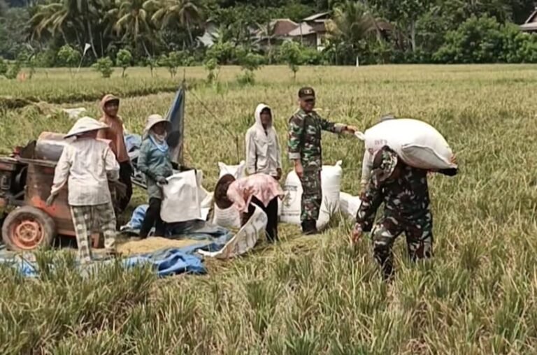 Satuan Tugas (Satgas) TNI Manunggal Membangun Desa (TMMD) ke-126 Menyatu Dengan Warga, Bahu-Membahu Membantu Proses Dores Padi
