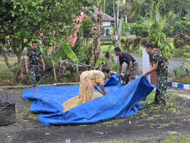 Satgas TMMD Menunjukkan Aksi Gotong Royong Bantu Warga Menyelamatkan Hasil Panen Padi Dari Turun Hujan