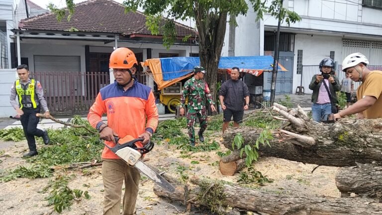 Aksi Cepat Babinsa Sertu Arief Suherman Bantu Evakuasi Pohon Tumbang di Jalur Utama Rogojampi