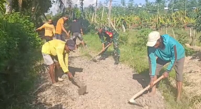 Solidaritas Tinggi Babinsa Siliragung Dalam Perbaiki Akses Jalan Dan Bantu Panen Buah Naga Warga